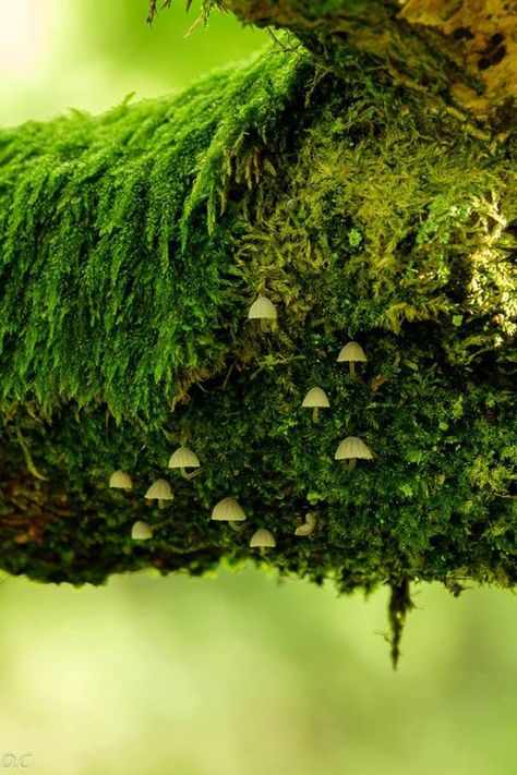 Moss Cloak, Mushrooms On Trees, Moss Creature, Moss Dragon, Moss And Mushrooms, Moss Aesthetic, Moss Tree, Diy Moss, Nature Witch