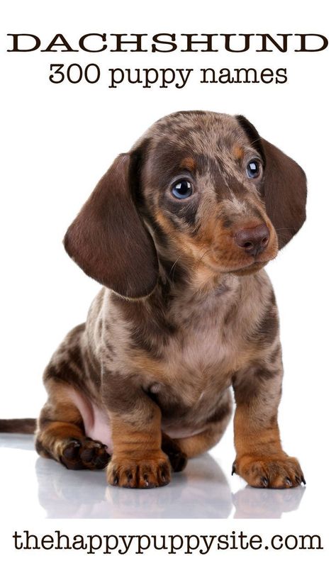 Dachshund Names Dachshund Names, Long Haired Dachshund, Puppy Names, Wiener Dog, Dog Names, Dachshund, White, Black