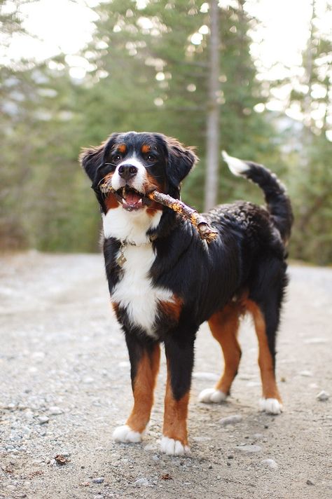 Bernese Mountain Dog St Bernese Mountain Dog, Golden Mountain Dog, Burnese Mountain Dog, Burmese Mountain Dogs, Keeshond Dog, Bernese Dog, Golden Mountain, Bernese Mountain Dog Puppy, Big Dog Breeds