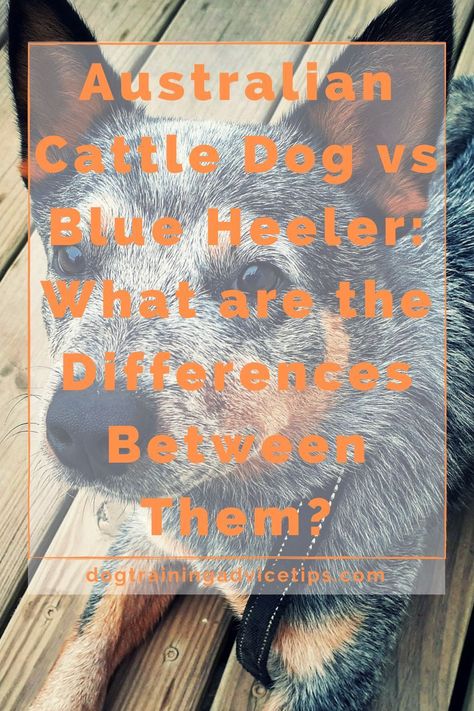 Cattle Dog Quotes, Australian Cattle Dog Funny, Dog Heat Cycle, Red Heeler Dog, Aggressive Dog Breeds, Australian Cattle Dog Puppy, Cattle Dog Puppy, Aussie Cattle Dog, Austrailian Cattle Dog