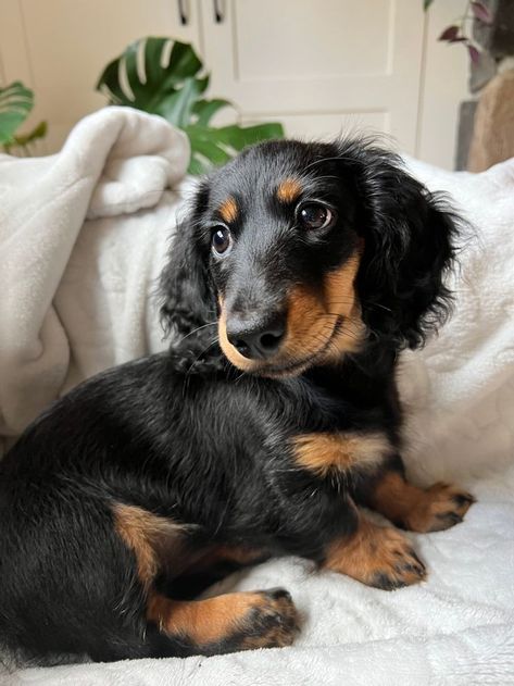 Black Dauchsands, Black Weiner Dog, Black Dashound, Weiner Dog Long Hair, Dashound Aesthetic, Black And Tan Long Haired Dachshund, Black Long Haired Dachshund, Long Haired Dashound, Fluffy Dashound