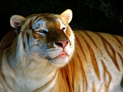 A golden tiger golden tabby tiger or strawberry tiger Golden Tabby Tiger, Strawberry Tiger, Tabby Tiger, Golden Tabby, Pale Legs, Golden Tiger, Rare Animals, Cheetahs, Animal Facts