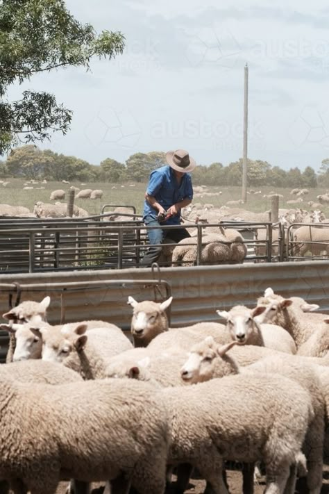 Farm Australia Country Life, Sheep Farm Aesthetic, Agriculture Aesthetic, Country Life Photography, Shearing Shed, Sheep Farmer, Sheep Ranch, Sheep Farming, Rural Photography