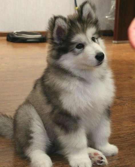 Alaska Dog, Alaskan Malamute Puppies, Malamute Husky, Cute Husky Puppies, Malamute Dog, Malamute Puppies, Cute Husky, Make 10, Very Cute Dogs