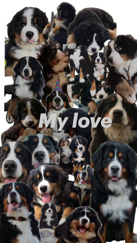 Bovaro del Bernese 😍�🥰😘 My Love