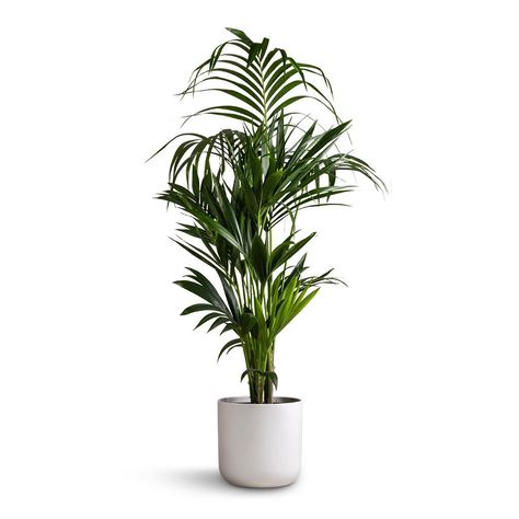 White Vase Plant, Plants Interior Decor, Potted Plant Aesthetic, Plant With White Background, Bedroom Plants Decor Ideas, White Planters Indoor, Plant White Background, Plants For Bathroom, Pot Aesthetic