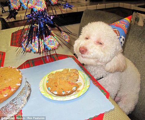 JAJAJAJA, me acorde de ti oruga @evucasanovu ! Smiling Animals, Happy Birthday Dog, Happy Birthday Meme, It's Funny, Birthday Meme, Smiling Dogs, Funny Happy, Homemade Dog, Dog Face