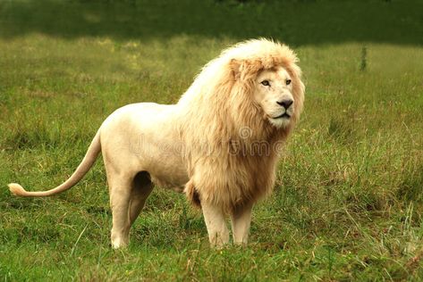 Lion. Full body of an African rare white lion with big mane standing in the bush , #Affiliate, #lion, #white, #mane, #big, #rare #ad Lion Full Body, Puma Animal, Lion Photo, Business Icons Vector, Woman In Gold, Lion Images, Gold Lion, White Lion, Lion Mane