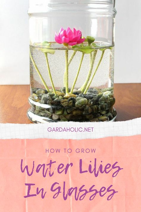 How To Grow Water Lilies In Glasses - Gardaholic.net Indoor Water Lily, Pasta Water For Plants, Indoor Plant Hacks, Tanaman Air, Plants Grown In Water, Glasses Transparent, Botanisk Illustration, Indoor Water Garden, Plant Care Tips