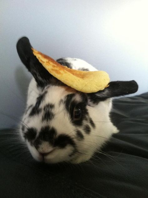 I have no idea what you're talking about, so here's a picture of a rabbit with a pancake on its head. Bunny With Pancake On Head, Bunny With Pancake On Head Rabbit, Bunnies Eating, Rabbits Eating, Bunny Pancakes, Rabbit Meme, Rabbit Pictures, Easter Bunny Memes Funny, Good Cheer