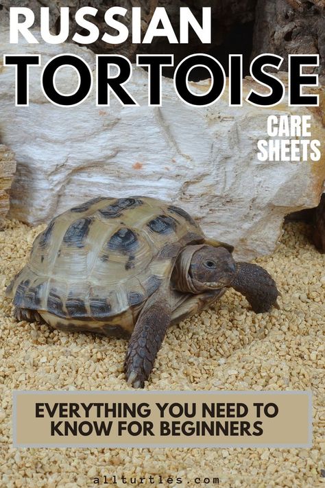 Russian Tortoise Food, Russian Box Tortoise, Tortoise Tank Indoor, Russian Turtle Habitat, Small Tortoise Habitat Indoor, Homemade Tortoise Enclosure, Tortoise Habitat Ideas Indoor, Tortoise Pet Care, Tortoise Cage Indoor