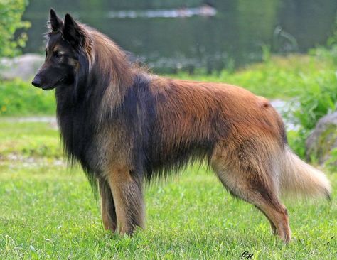 American Alsatian, Aggressive Animals, Belgian Tervuren, Belgian Sheepdog, Shepherd Dog Breeds, Belgian Shepherd, Group Of Dogs, Herding Dogs, Animal Companions