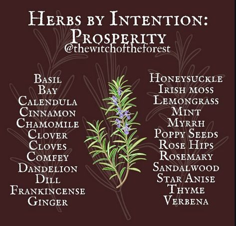 Herbs For Prosperity, Herbs Spells, Herbal Witch, Witch Spells, Witchcraft Herbs, Magickal Herbs, Witch Herbs, Green Witchcraft, Wiccan Magic