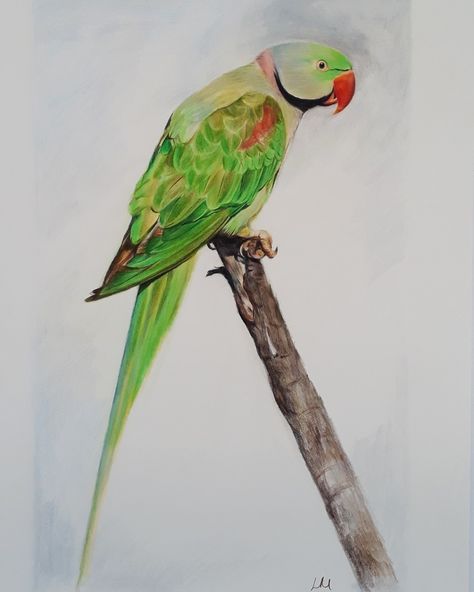 Green Parrot Drawing, Birds Sketch, Alexandrine Parrot, Parrot Logo, Easy Hand Drawings, Parrot Drawing, Sparrow Tattoo, Green Parrot, Beach Prints