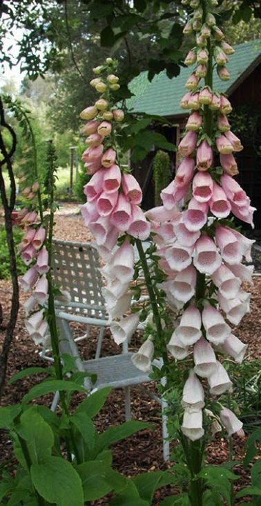 Purple Foxglove 'Apricot Faerie Queen' (Digitalis purpurea) Deer Proof Plants, Garden Beautiful, Cottage Garden Design, Cottage Garden Plants, Flowers Blooming, Beautiful Background, Flowers Beautiful, Background Beautiful, Landscaping Tips