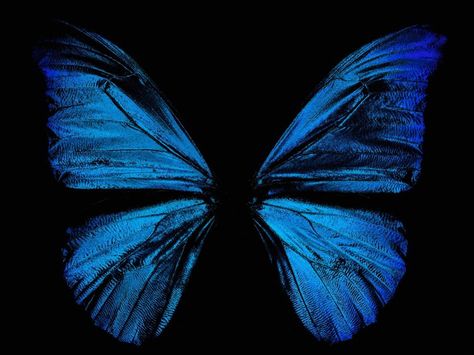 Morpho Rhetenor butterfly photo by Greg Parker Tumblr, Projector Photography, Blue Butterfly Wings, Wings Wallpaper, Blue Butterfly Wallpaper, Magic Women, Morpho Butterfly, Blue Morpho, Blue Wings