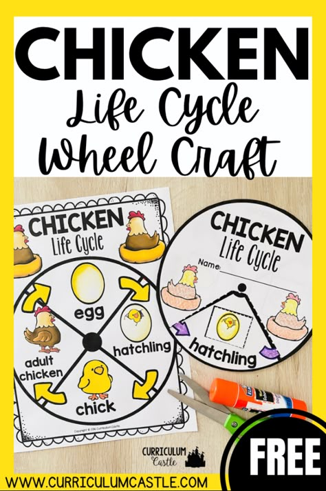 Life Cycle Of A Chicken Kindergarten, Life Cycles Activities For Preschoolers, Lifecycle Of A Chicken Preschool, Life Cycle Of A Bird Craft, Chicken Life Cycle Kindergarten, Chicken Science Preschool, Life Cycle Of Chicken Preschool, Life Cycles For Preschool, Chicken Life Cycle Craft Preschool