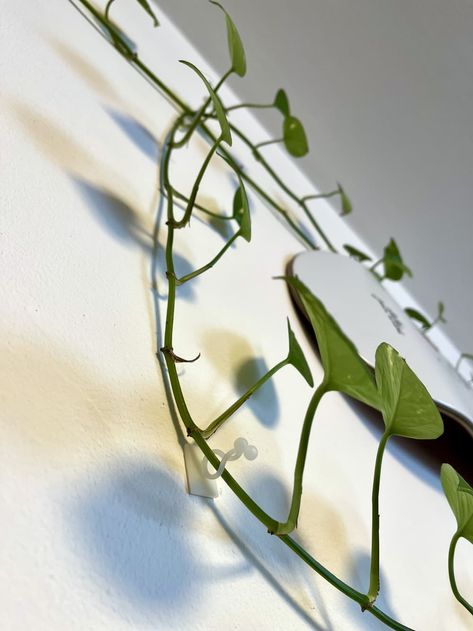 Trailing Pothos Wall, Indoor Vine Wall, How To Hang Vines On Walls, Wall Vines Decor, Amazon Plant, Pathos Plant, Pothos Plants, Dorm Stuff, Wall Clips