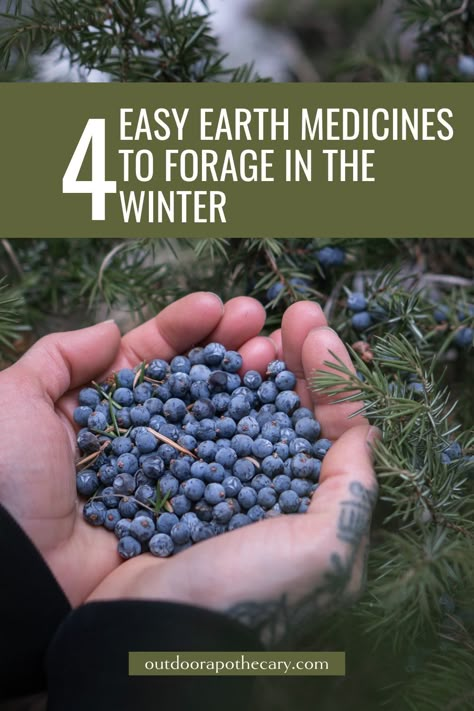 Winter Foraging, Plants And Mushrooms, Wild Foraging, Home Apothecary, Wild Food Foraging, Food Foraging, Medicinal Herbs Garden, Foraging Recipes, Foraged Food