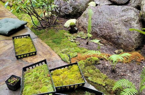 How To Make A Moss Garden, Rock Moss Garden, How To Plant Moss, Propagating Moss, Moss Garden Outdoor, Moss Lawns, Indoor Moss Garden, Moss Projects, Moss Lawn