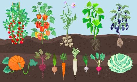 Vector Vegetables, Vegetables Growing, Side View Drawing, Carrot Gardening, Growing Onions, Vegetable Boxes, Vegetable Illustration, Kindergarden Activities, Album Art Design