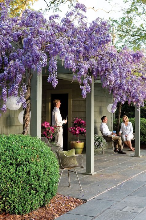 Beautiful Purple Wisteria Flowers with Fragrant Blooms Wisteria Trellis, Pergola Modern, Wisteria Pergola, Wisteria Garden, Wisteria Plant, Wisteria Tree, Purple Wisteria, نباتات منزلية, Southern Garden