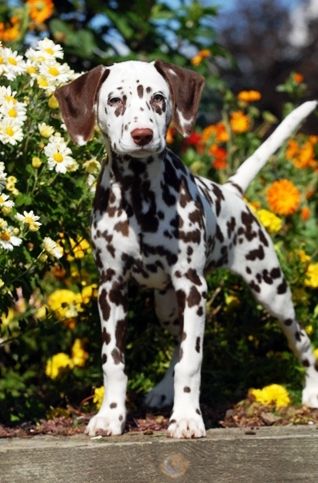 dalmatians in the fall | Welcome to Mapleaf Dalmatians Reactive Dog, Dalmatian Puppy, Labrador Retriever Puppies, Dalmatian Dogs, West Highland Terrier, Sweet Dogs, Fluffy Animals, Cane Corso, Cute Creatures