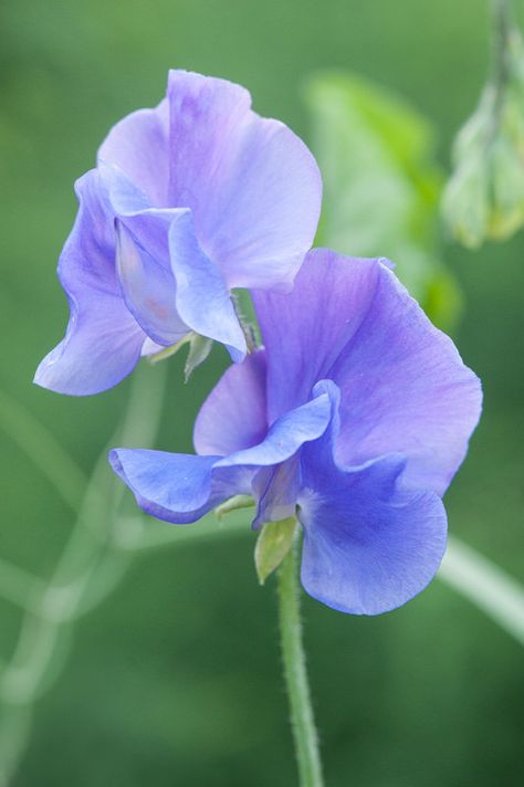 Sweet Pea Flowers Aesthetic, Purple Flowers Garden, Sweet Pea Flowers, Mid July, Pea Flower, Sweet Peas, Language Of Flowers, Good Morning Picture, Good Morning Flowers