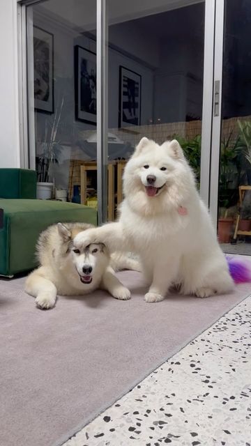 Husky And Samoyed, Siberian Samoyed, Samoyed Husky, Spitz Dogs, Samoyed Dogs, Cute Wild Animals, Siberian Husky, Pretty Cats, Cute Little Animals