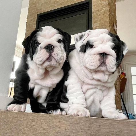 Nature, English Bulldog Puppies, Puppies Bulldog, Baby Bulldog, Cute Bulldog Puppies, Bulldog French, Bulldog Pics, Bulldog Breeds, Cute Bulldogs