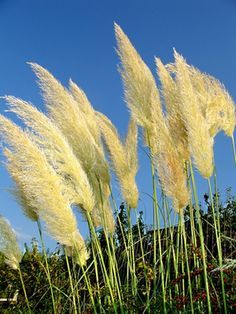 Grass Alternative, Grass Flowers, Growing Grass, Perennial Grasses, Pampas Grass Decor, Grass Flower, Diy Fairy, Grass Seed, Fairy Garden Accessories