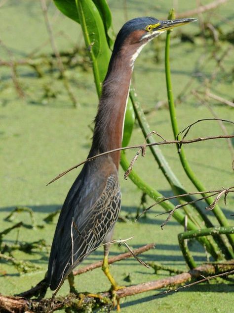 Green Heron, Curious Creatures, Kinds Of Birds, Big Bird, Bird Pictures, Pretty Birds, Weird Animals, Colorful Birds, Animal Planet