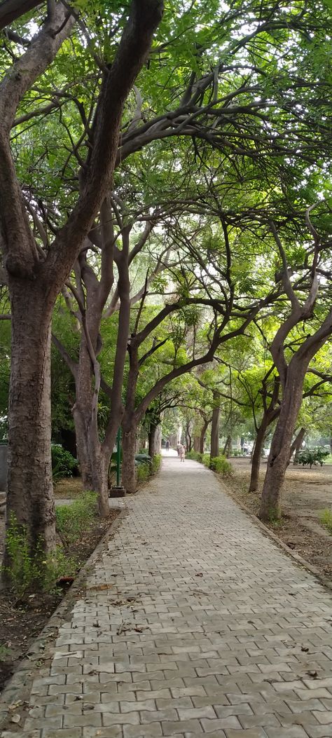 Park trees green wallpaper 10000 Steps A Day Aesthetic, Greenery Wallpaper Nature, Greenery Aesthetic Wallpaper, Park Walk Aesthetic, Wallpaper Green Nature, Greenery Wallpaper, Aesthetic Park, Canopy Ideas, Park Walk