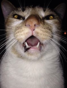 17 Purrfectly Timed  17 Purrfectly Timed Photos of Sneezing Cats Cats Sneezing, Cat Sneezing, Photos Of Cats, Cute Cat Memes, Cat Images, Adorable Cats, Funny Cat Memes, Funny Cat Videos, Happy Cat