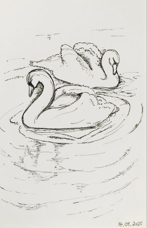 This ink sketch was created on the canal banks in Worcester. It will be inspiration for future painted and mixed media artwork. #sketch #ink #art #swan Swan Reference Drawing, Swan Ink Drawing, Swan Art Drawing, Swan Sketch Pencil, Swan Lake Drawing, Swan Drawing Sketches, Swan Line Art, Swan Doodle, Swans Drawing