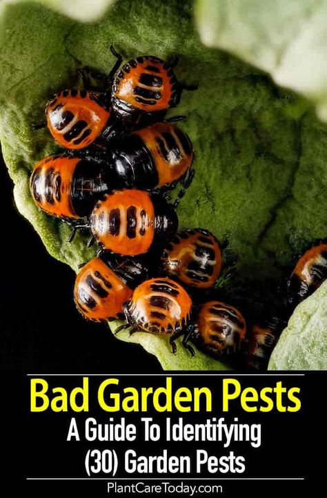 In the garden, you encounter bad garden insects and pests - bugs, flies, caterpillars, and wasps every day. It Insects Pictures, Hortensia Annabelle, Aphid Control, Slugs In Garden, Lawn Pests, Bad Bugs, Plant Insects, Organic Pesticide, Garden Bugs