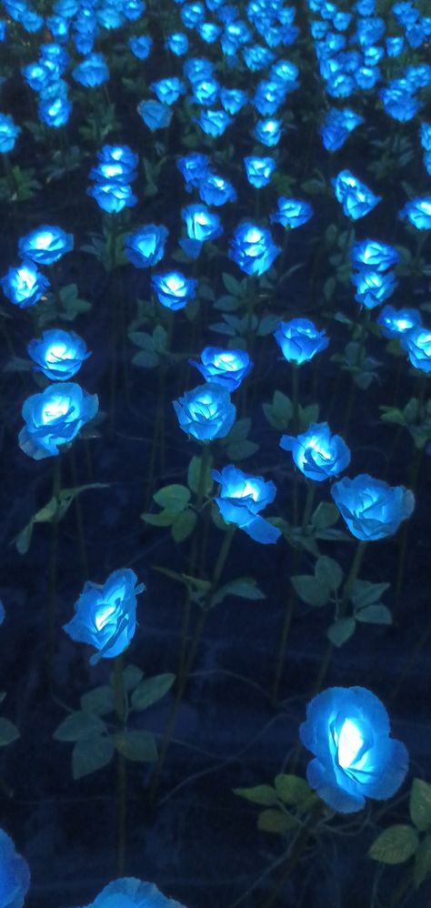 Just pretty blue flowers :) Blue Outside Aesthetic, Blue Place Aesthetic, Light Up Flowers, Pretty Blue Things, Light Blue And Dark Blue Wedding, Glow In The Dark Flowers, Blue Flowers Aesthetic Wallpaper, Blue Flower Wallpaper Aesthetic, Blue Glow Aesthetic