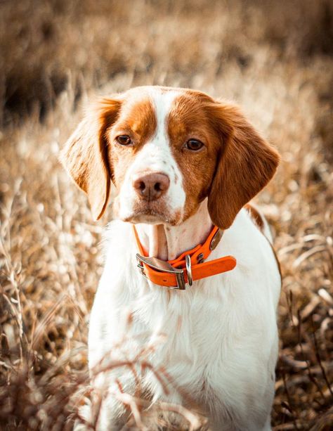 Fernhill Brittanys in Iowa | Brittany puppies | Good Dog American Brittany, Brittany Puppies, Puppy Starter Kit, Good Dog, Getting A Puppy, Purebred Dogs, Health Information, Puppy Photos, Water Dog