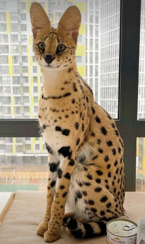 Savannah Cat Aesthetic, Serval Fursona, Serval Aesthetic, Cats In Japan, Toyger Kitten, Savanna Cat, African Serval Cat, Serval Cat, Savannah Kitten