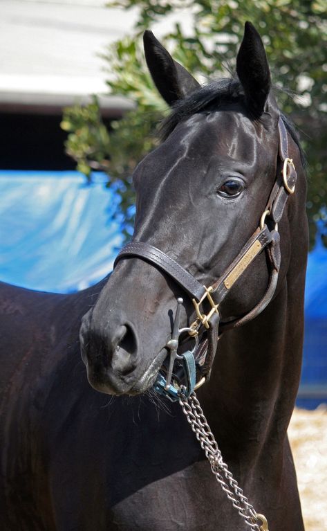 Black Thoroughbred, Thoroughbred Horse Racing, Thoroughbred Horse, Cute Horses, Thoroughbred, Horse Racing, Horses, Animals, Black