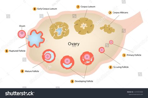 Ovarian Cycle, Egg Cell, Biology Notes, Graphic Design Art, Royalty Free Photos, School Work, Activities For Kids, Design Art, Create Yourself