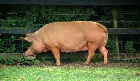 Tamworths offer a perfect package of good temperment, hardiness, and great taste. Tamworth Pig, Pig Ideas, Hobby Farming, Raising Pigs, Raising Farm Animals, Pig Illustration, Livestock Farming, Tamworth, Pig Art