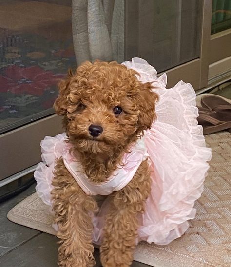 Apricot colored brown teacup poodle puppy in pink fluffy tutu dress on deck Curly Dogs Breeds, Small Brown Curly Hair Dog, Red Teacup Poodle, Mini Poodle Outfits, Brown Poodle Aesthetic, Cute Toy Poodle Puppies, Teacup Toy Poodle, Brown Teacup Poodle, Mini Poodle Aesthetic