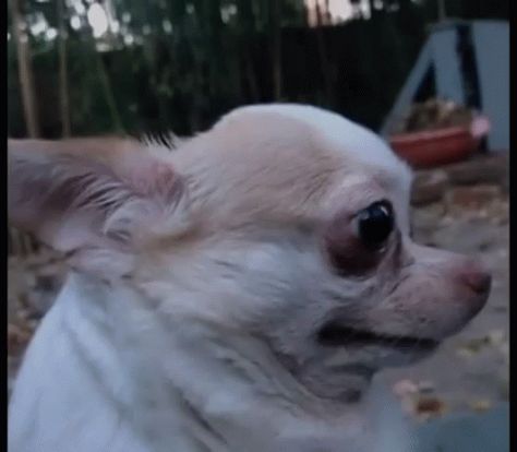 Chihuahua When You See Right Through Their Bs GIF - Chihuahua WhenYouSeeRightThroughTheirBs Cute - Discover & Share GIFs Alternative Hair, Stim Gifs, Frog Wallpaper, Cats Pictures, Cutest Dogs, Silly Cats Pictures, Fluffy Animals, Silly Cats, Dog Gifs