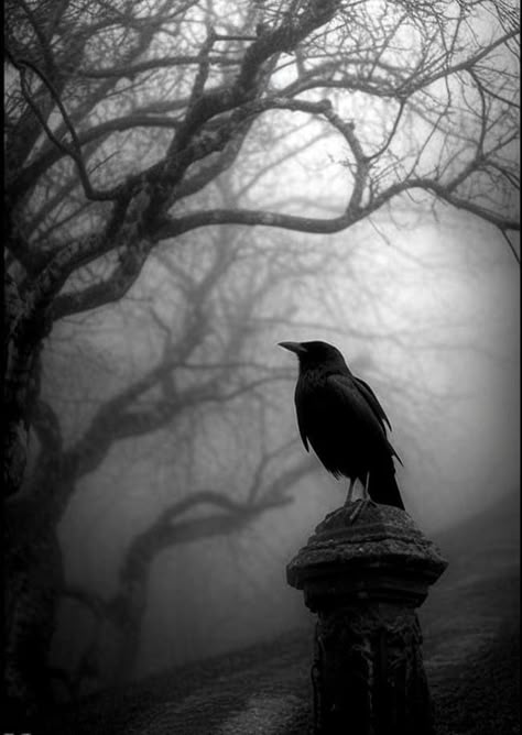 Crows And Ravens, Raven Art, Allen Poe, Black Birds, Edgar Allen Poe, Dark Aesthetics, Crows Ravens, Gothic Aesthetic, The Crow