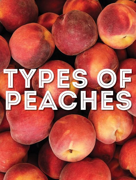 24 Types Of Peaches (With Photos!) Types Of Peaches, Extra Peaches, Donut Peach, White Peaches, Cooking 101, Canned Peaches, Peach Trees, Nectarine, Alexander The Great