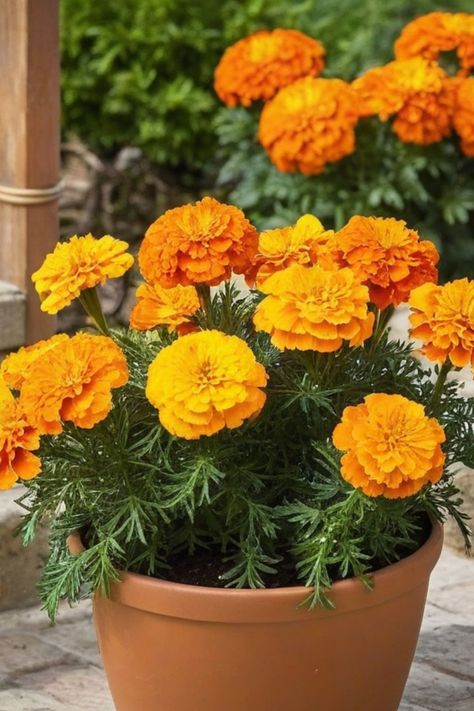 Discover the simple steps on how to grow marigolds from seeds and add a vibrant burst of color to your garden! Marigolds are easy to grow, making them perfect for beginners. Whether you choose French marigolds, African marigolds, or signet marigolds, these cheerful flowers will brighten up any space. Starting from seeds allows you to witness the entire growth process - from tiny sprouts to beautiful blooms. Grow Marigolds From Seed, African Marigold Flowers, How To Grow Marigolds, Growing Marigolds, Kitchen Patio, Outdoor Kitchen Patio, Marigold Flower, Autumn Flowers, Garden Soil