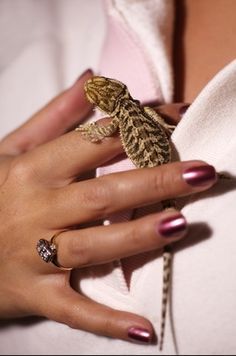 How to Play With a Baby Bearded Dragon                                                                                                                                                                                 More Bearded Dragon Diy, Bearded Dragon Terrarium, Bearded Dragon Funny, Bearded Dragon Cage, Bearded Dragon Habitat, Bearded Dragon Diet, Baby Bearded Dragon, Bearded Dragon Cute, Bearded Dragon Care