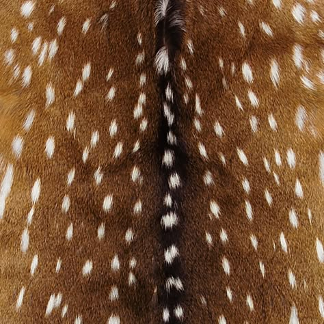 Axis Deer Hide Axis Deer Hide, Axis Deer, Terrence Loves You, Deer Hide, Brown Aesthetic, Brigitte Bardot, Western Decor, Custom Upholstery, Fall Vibes