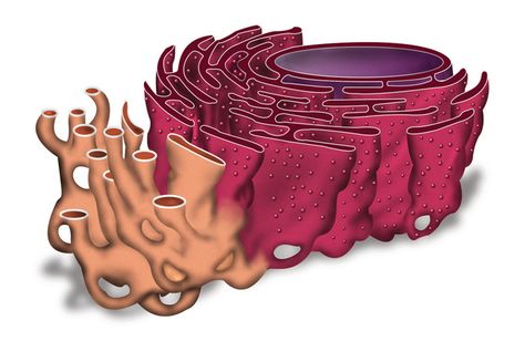 Is a system of internal membranes that moves proteins and other substances through the cell. The Endoplasmic Reticulum serves many general functions, including the folding of protein molecules in sacs called cisternae and the transport of synthesized proteins in vesicles to the Golgi apparatus. Endoplasmic Reticulum Drawing, Smooth Endoplasmic Reticulum, Golgi Apparatus, Clinical Pharmacy, Endoplasmic Reticulum, Biochemistry Notes, Biology Diagrams, Cell Organelles, Eukaryotic Cell